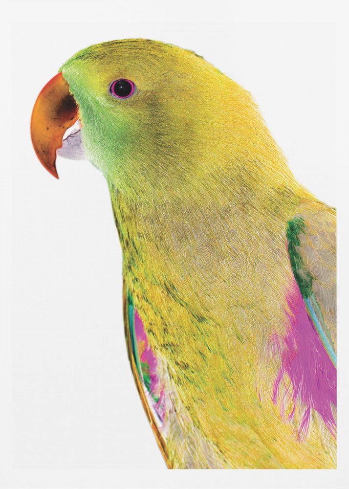Livfull papegojprofil | Poster