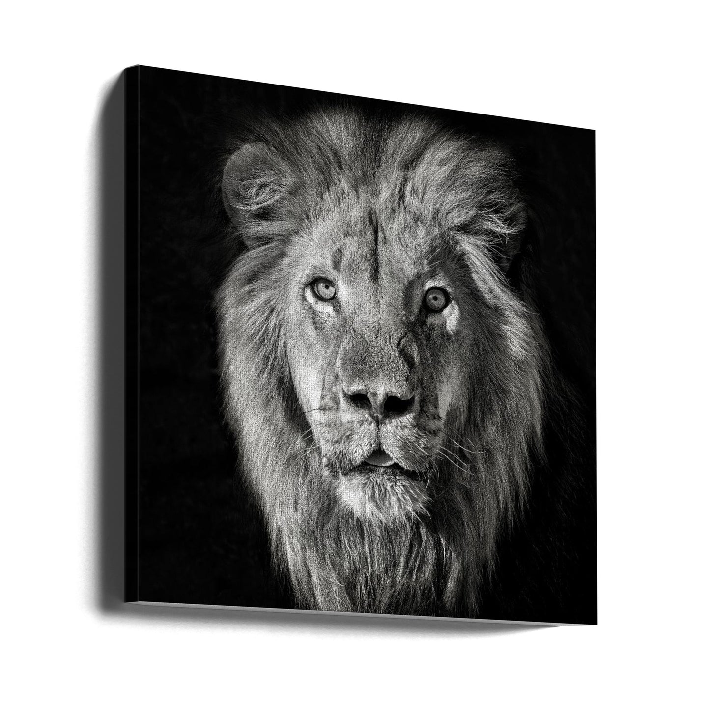 Løveportrett - Panthera Leo | Lerretsbilder