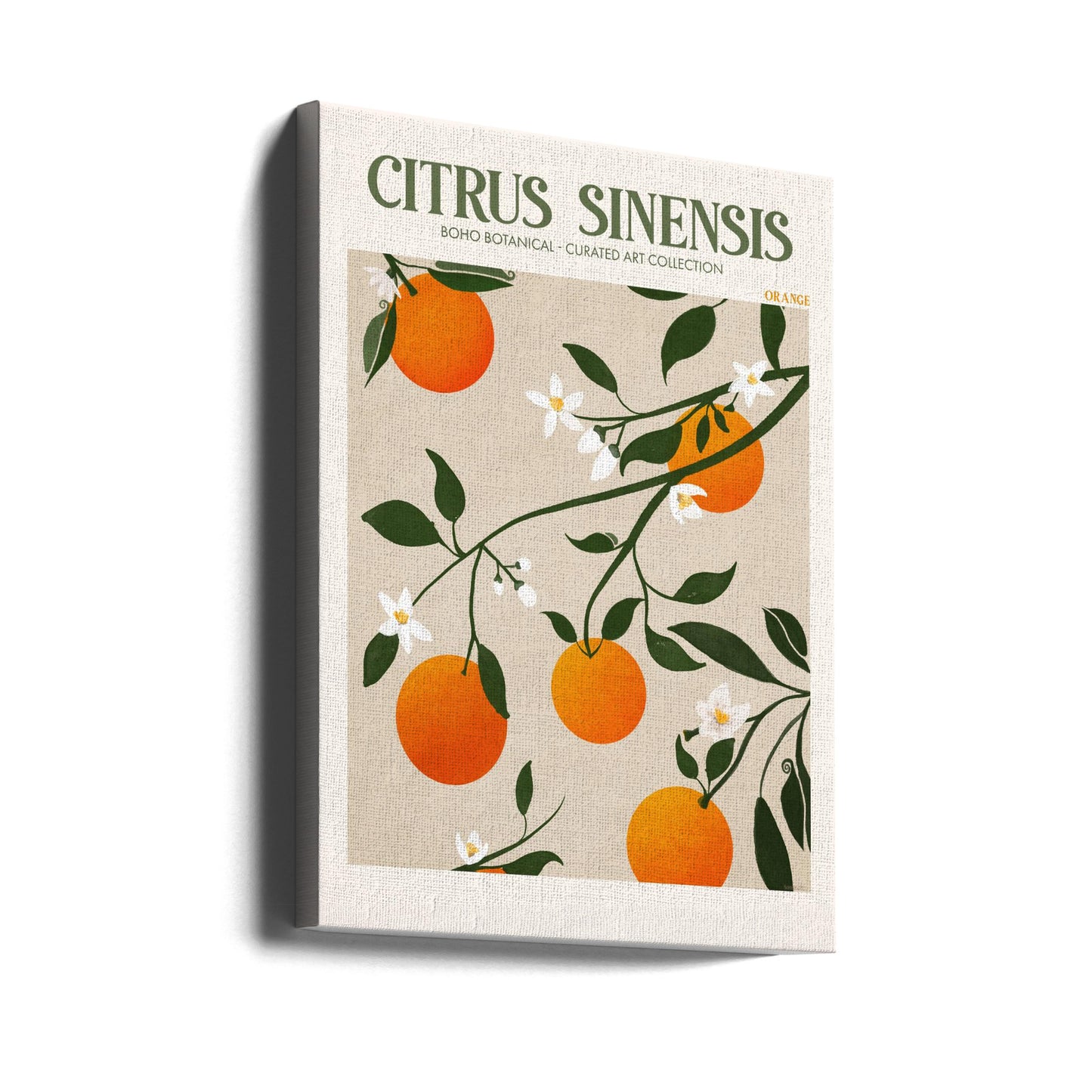 Citrus Sinensis - Orange | Canvas
