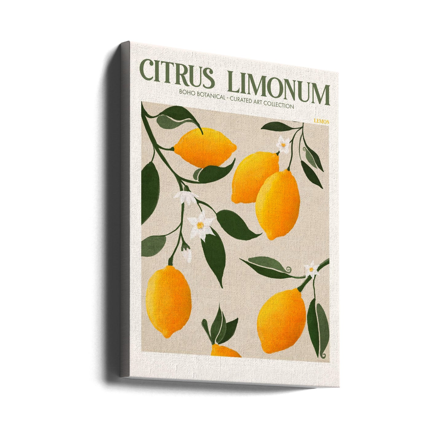 Citrus Limonum - Limón | Impresiones en Lienzo