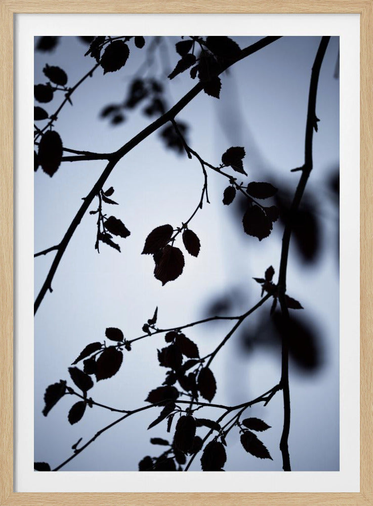 Gryningens gryning | Poster