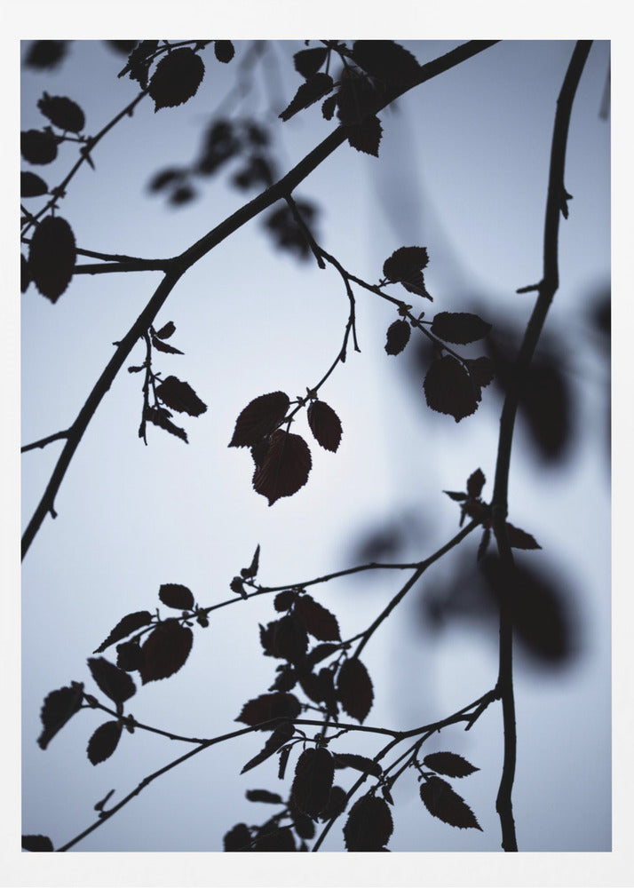 Gryningens gryning | Poster