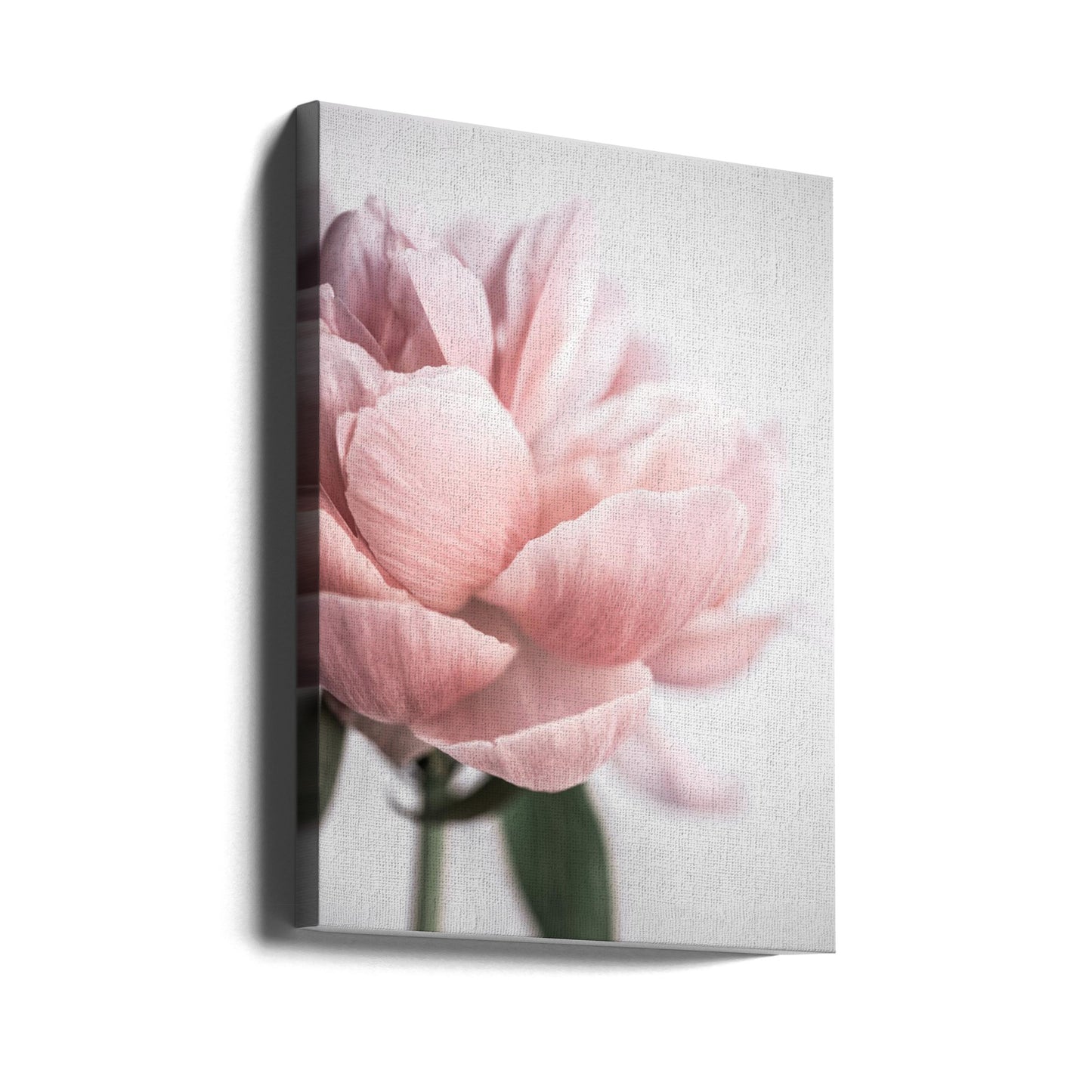Peony 3 | Canvas