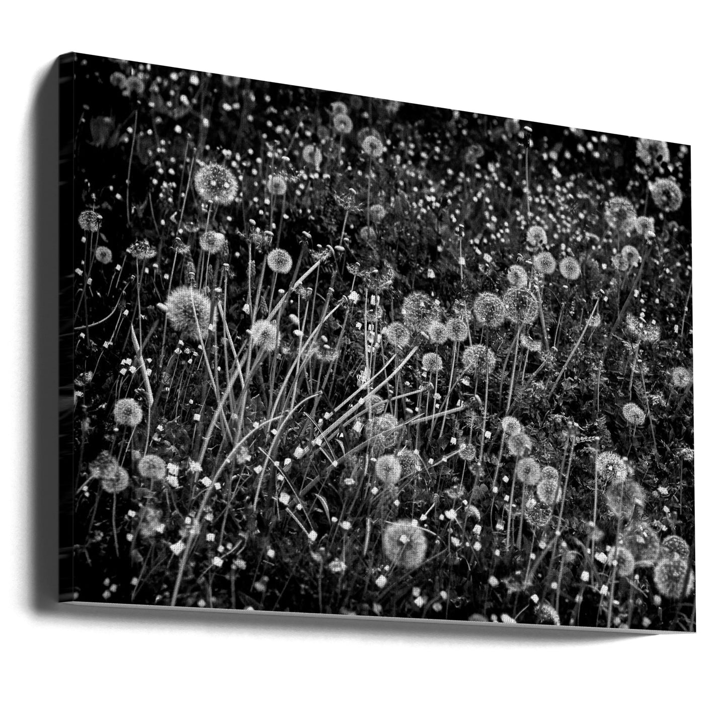 The dandelion field | Canvas