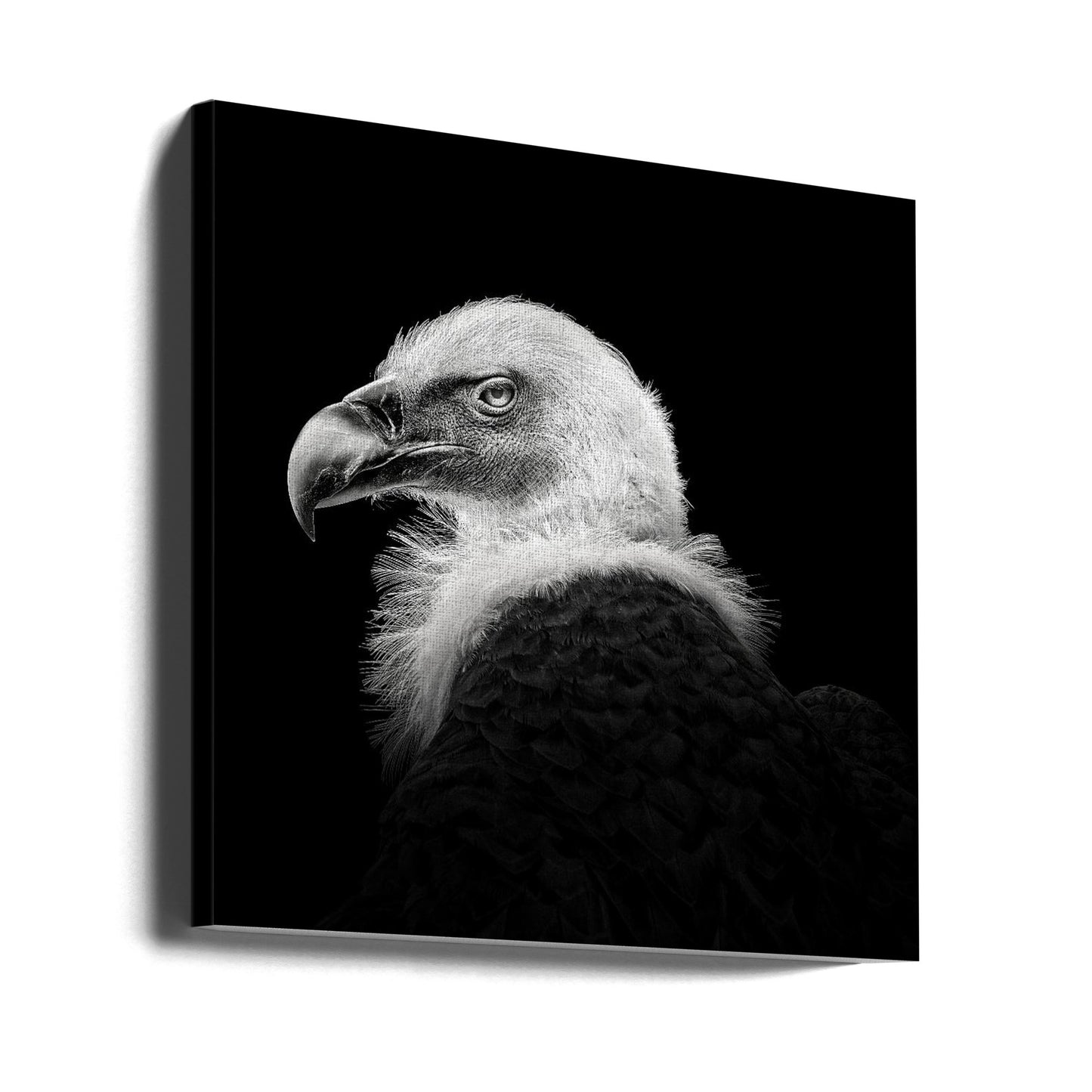 Eurasisk griffon #7 | Lerretsbilder