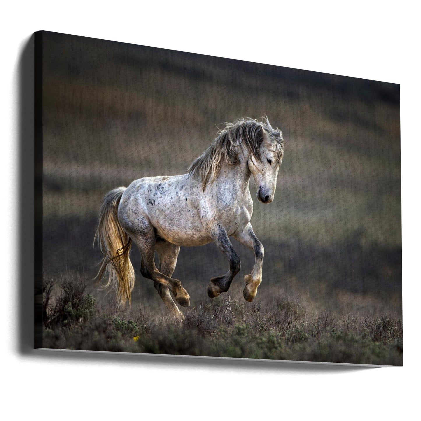 Mustang, Wild Horse / Equus ferus caballus | Canvas