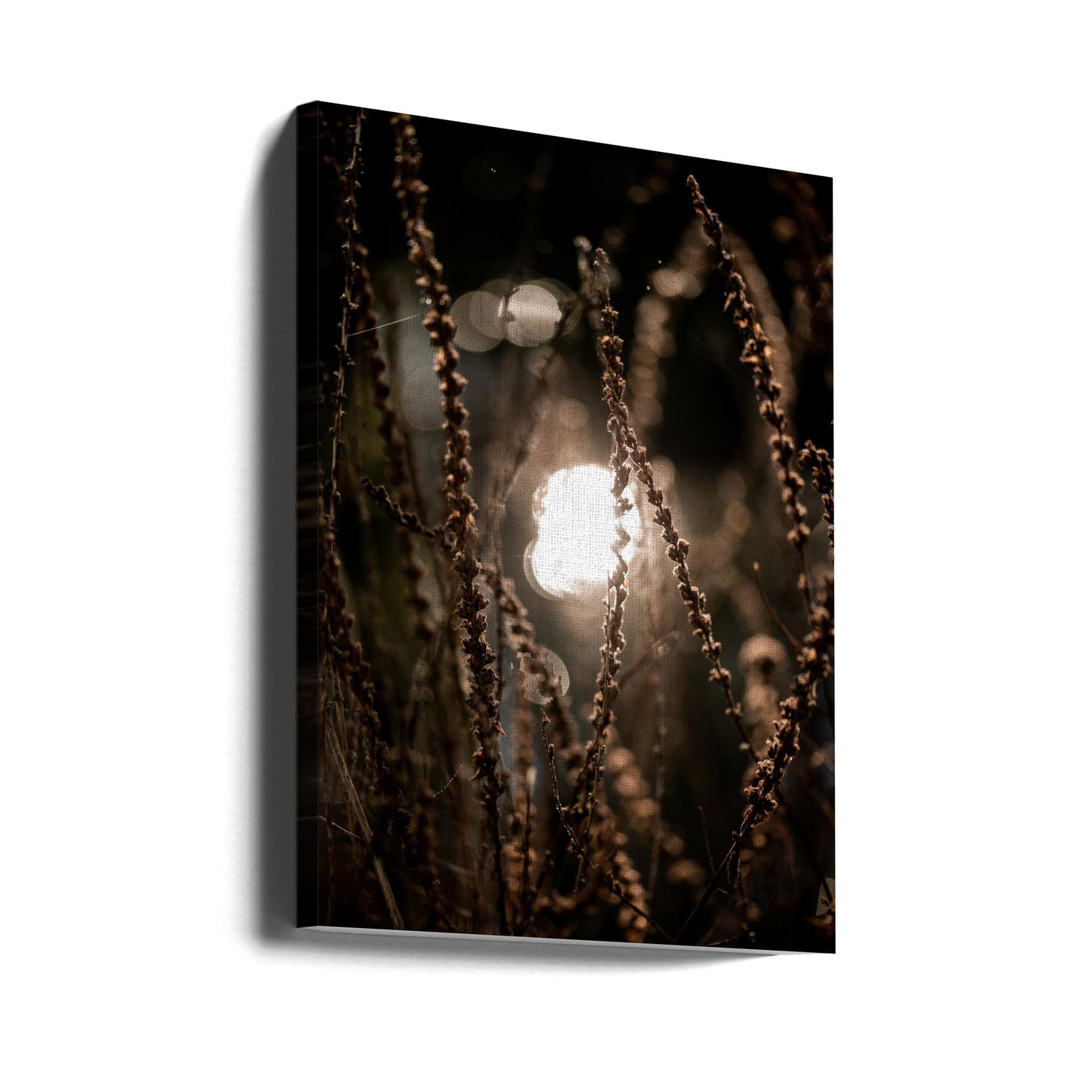 Autumn Lights 2 | Canvas