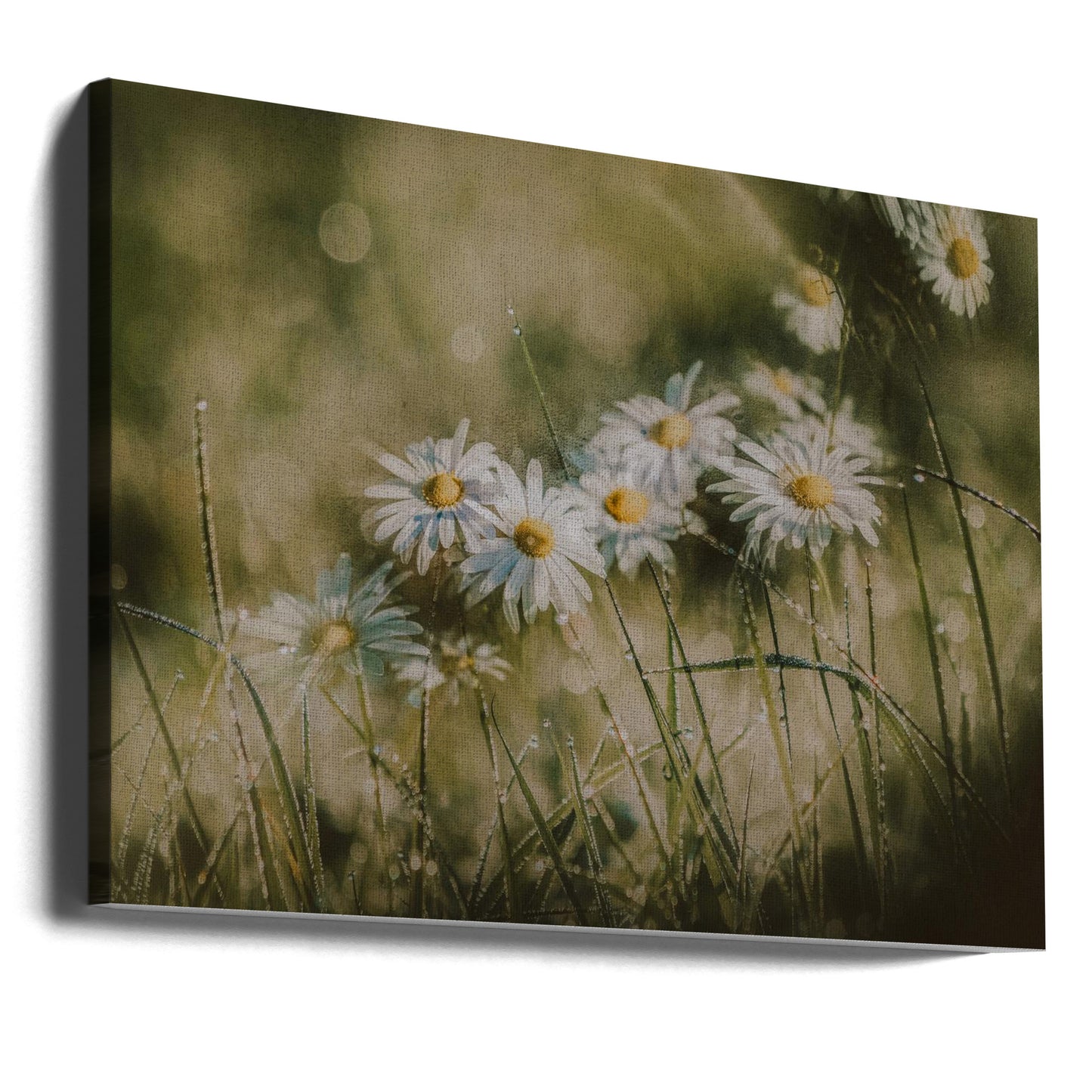 daisies in early morning | Canvas