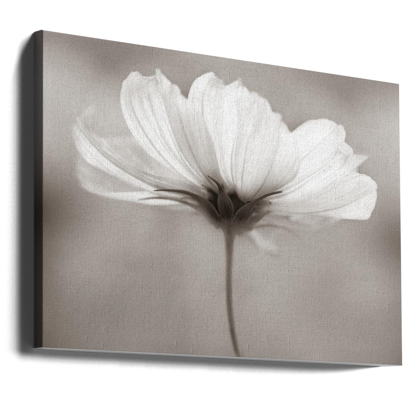 Kosmos | Canvas