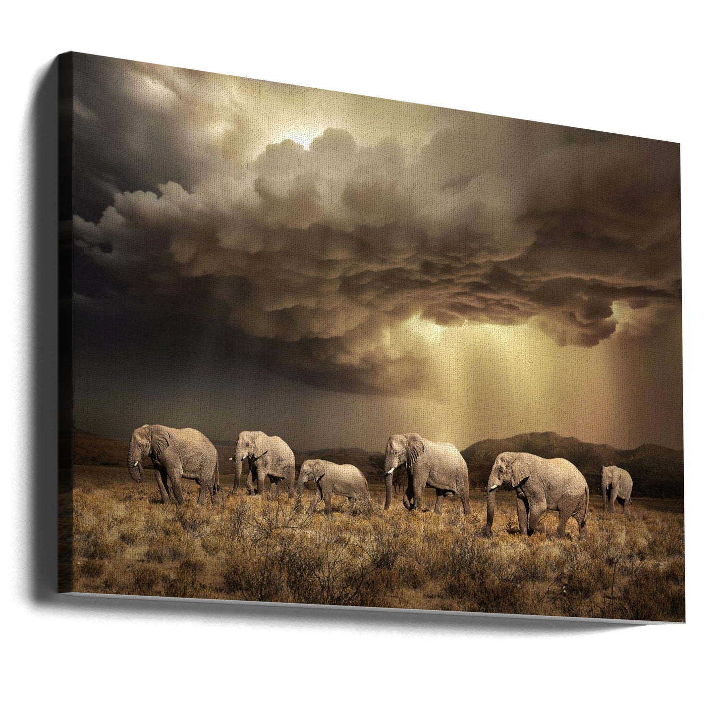 Fria elefanter | Canvas