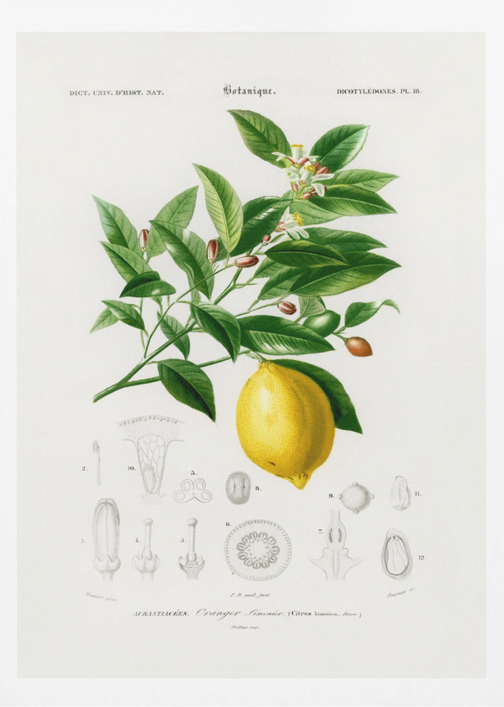 Citron (citrus Limonium) | Affisch