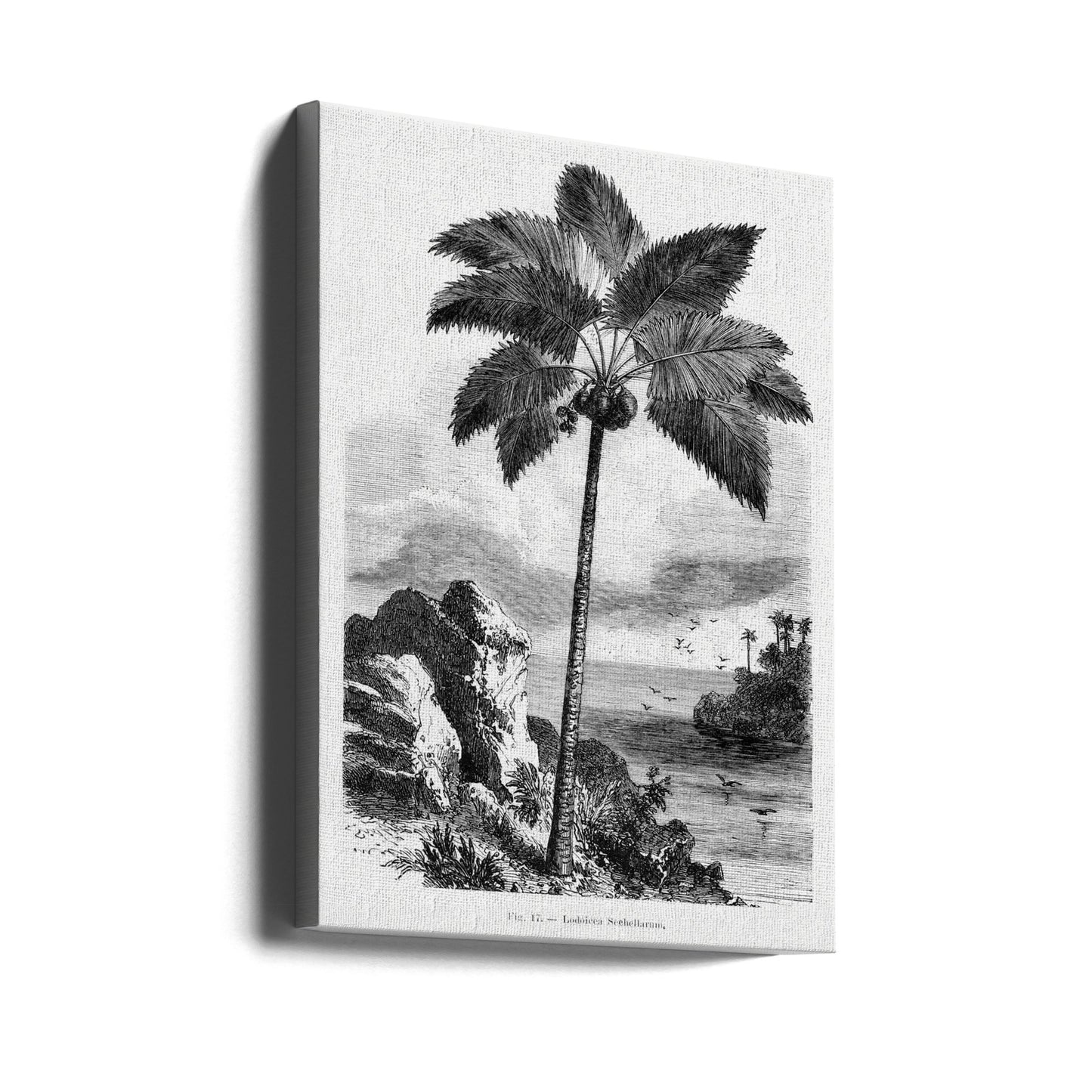 Vintage Palm Tree Drawing I | Canvas