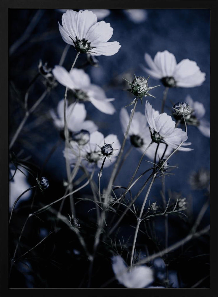 Vilda blommor 10 | Poster