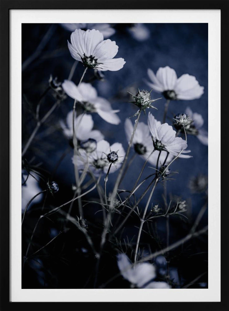Vilda blommor 10 | Poster
