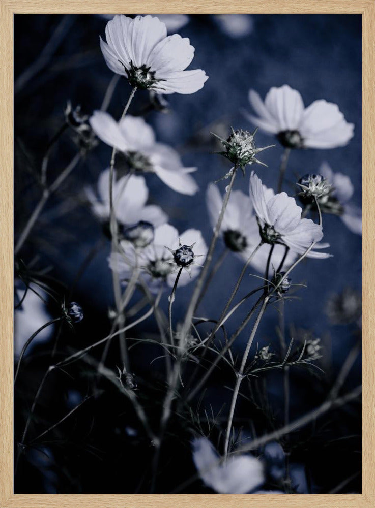 Vilda blommor 10 | Poster