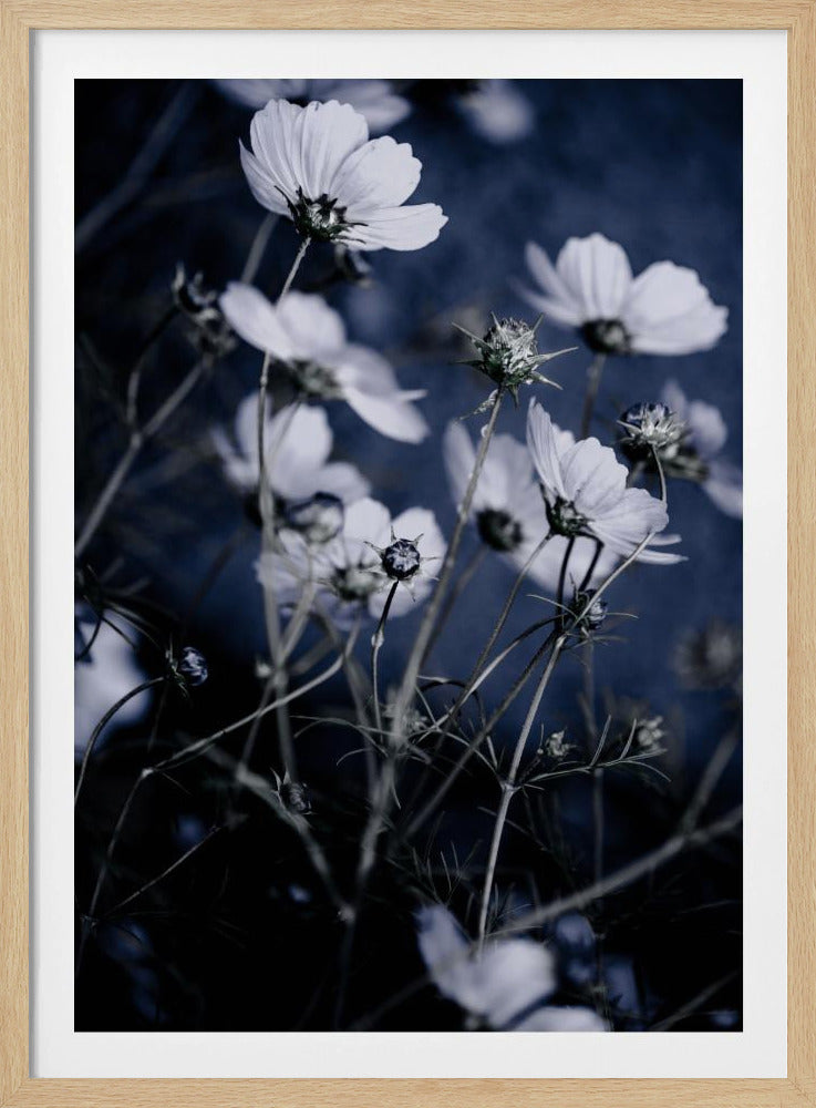 Vilda blommor 10 | Poster