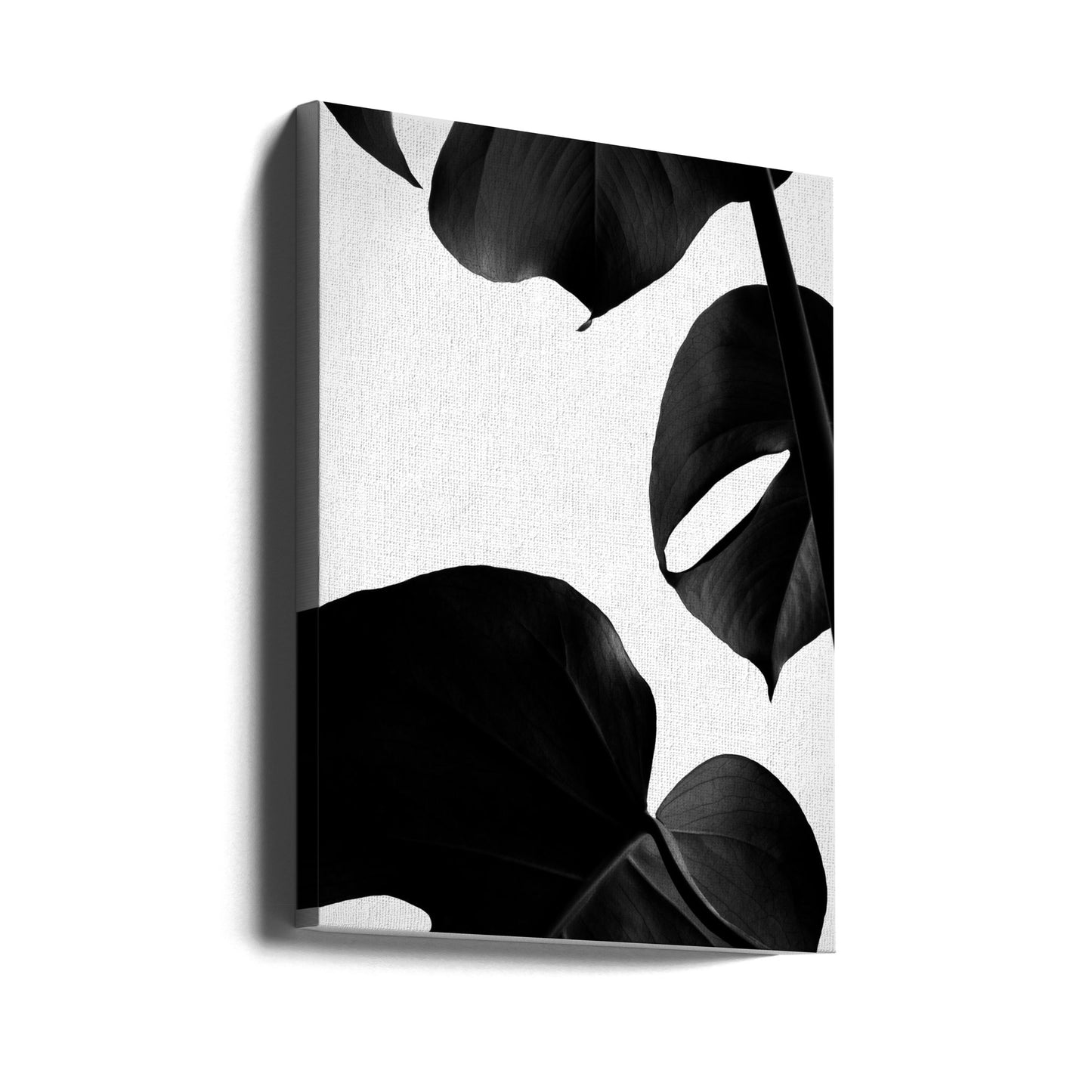 Kontrasterande Monstera | Canvas