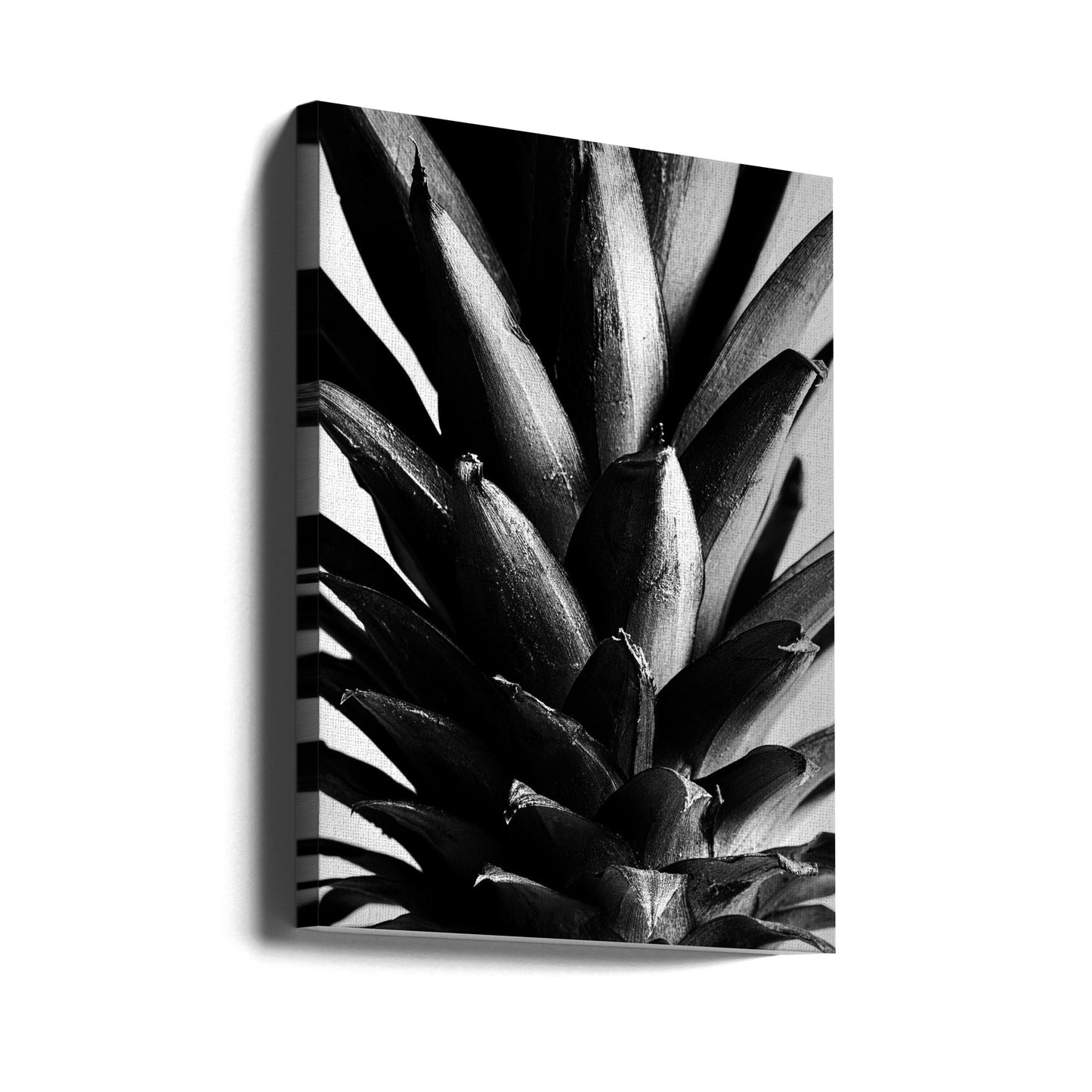 Svartvitt furu | Canvas
