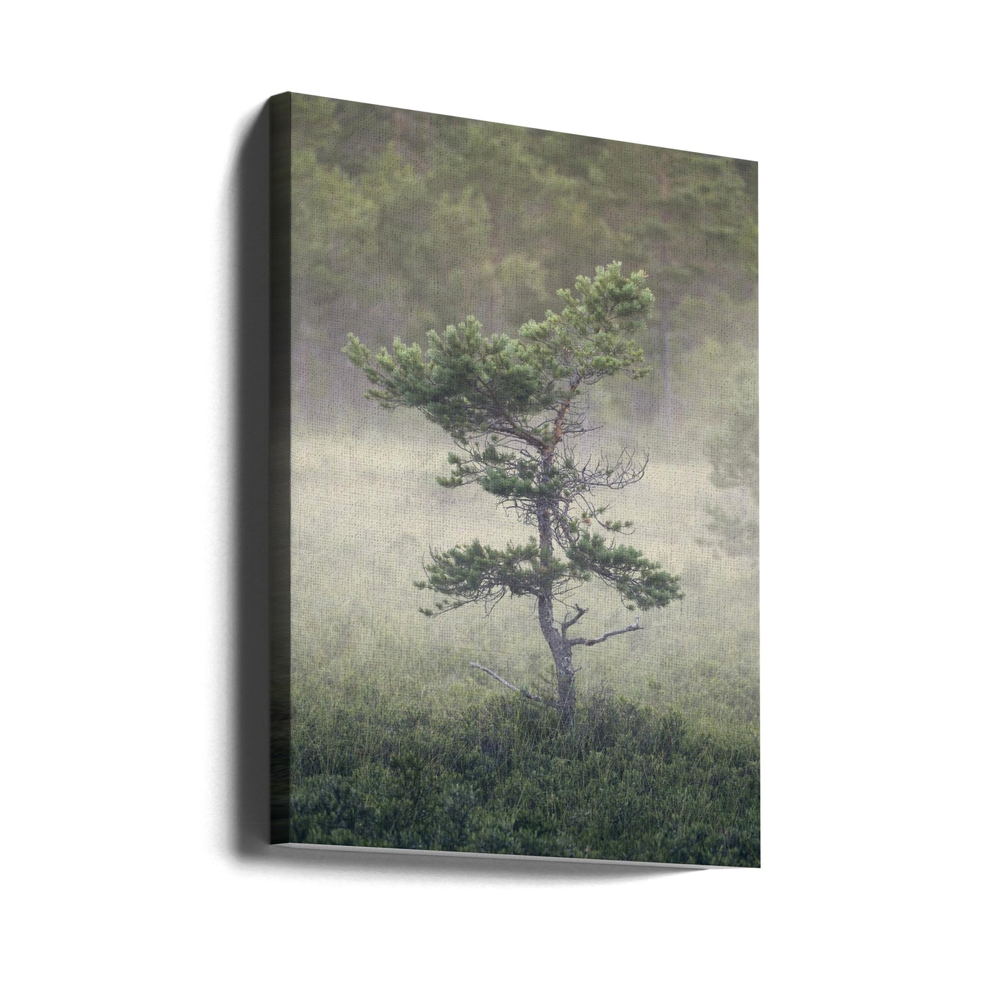 Dsf1453 | Canvas
