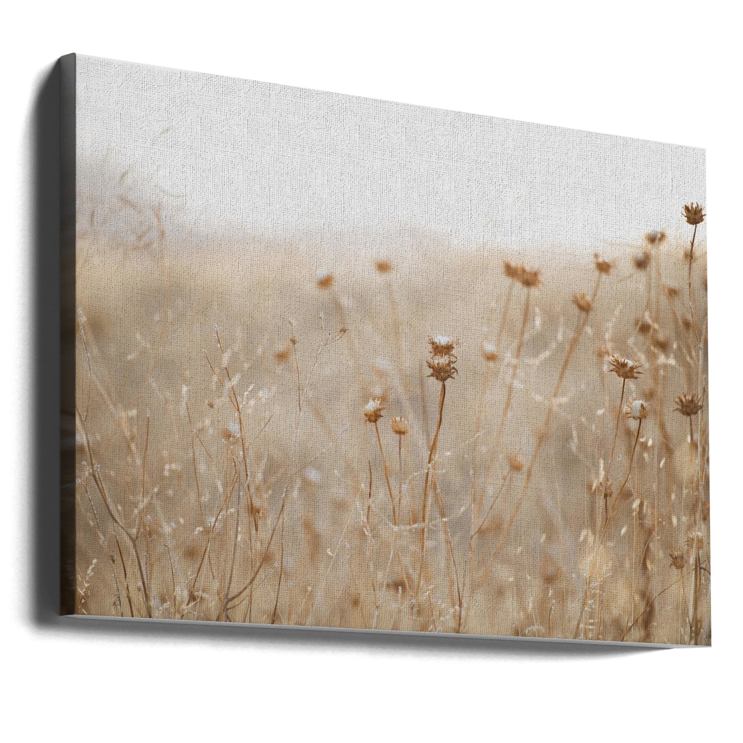 chardon d'hiver n°2 | Tableaux sur Toile