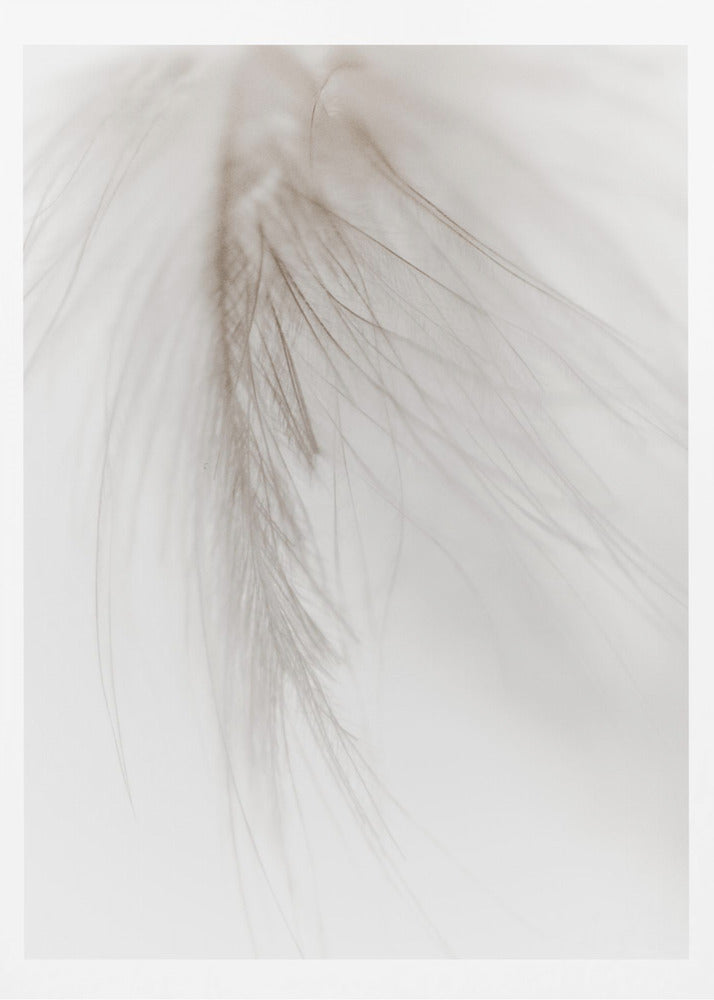 Vit fjäder | Poster