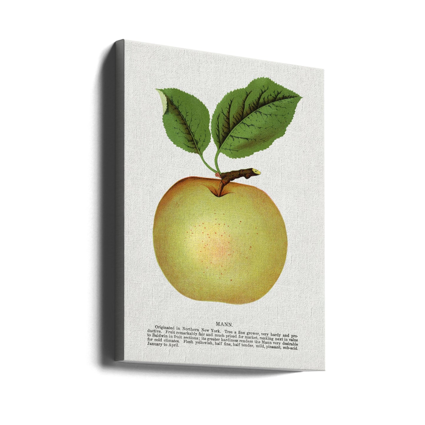 Mann Apple Litografi | Duk
