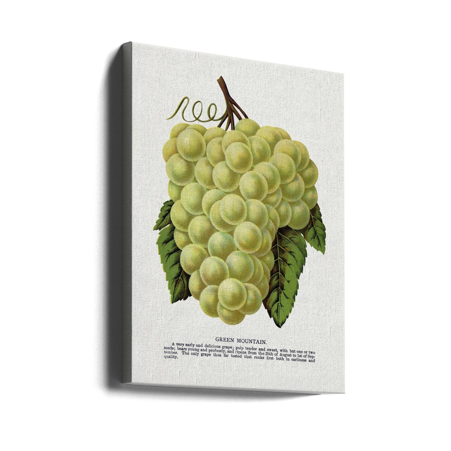 Litografi av Green Mountain Grape | Duk
