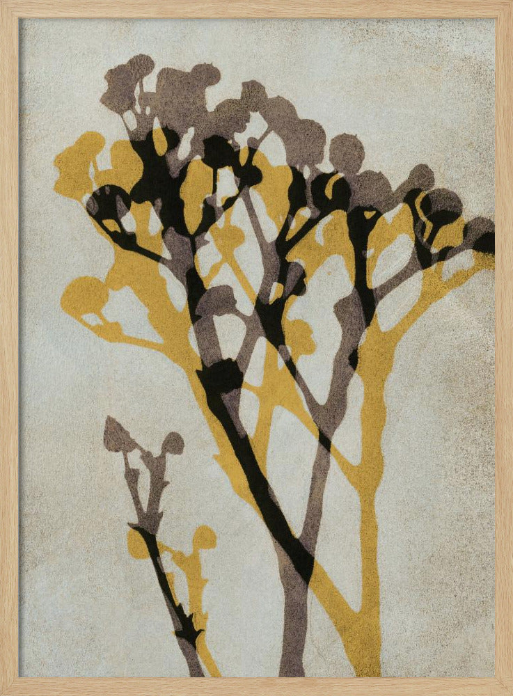 Ekon av Gypsophila | Poster