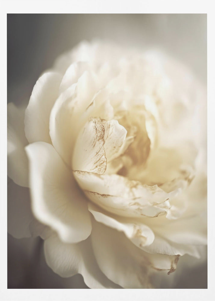 Peonyinsoftlight | Poster