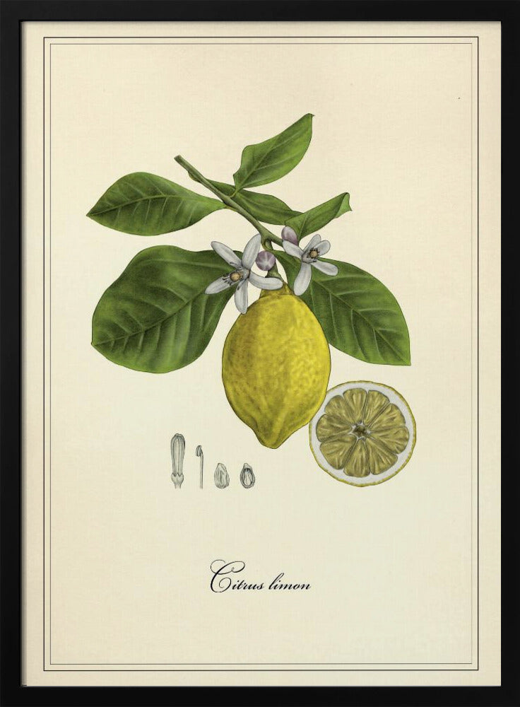 Citron | Poster