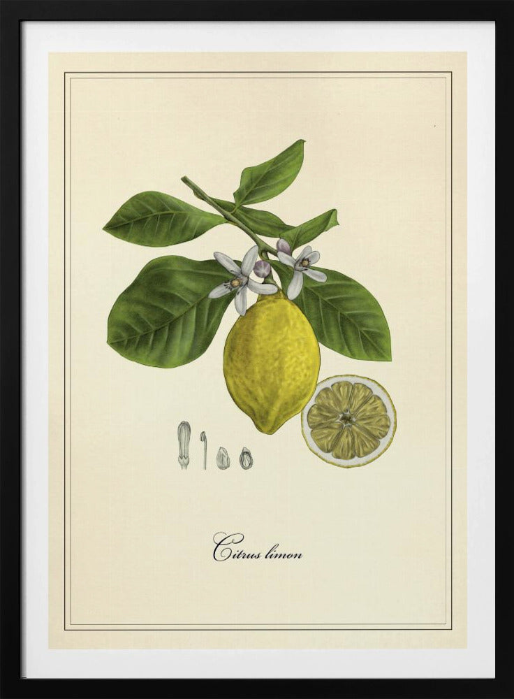 Citron | Poster