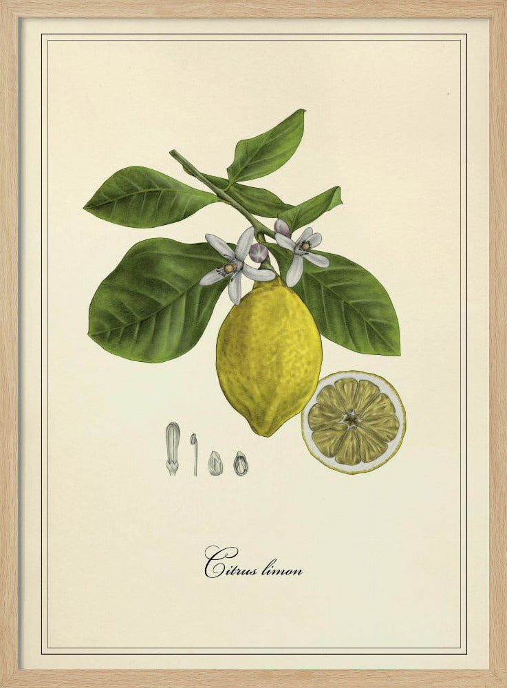 Citron | Poster