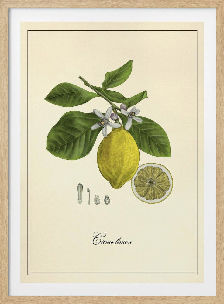 Citron | Poster