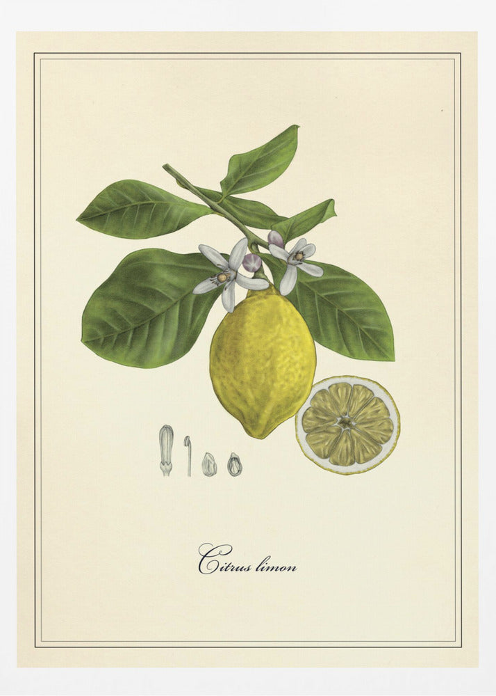 Citron | Poster