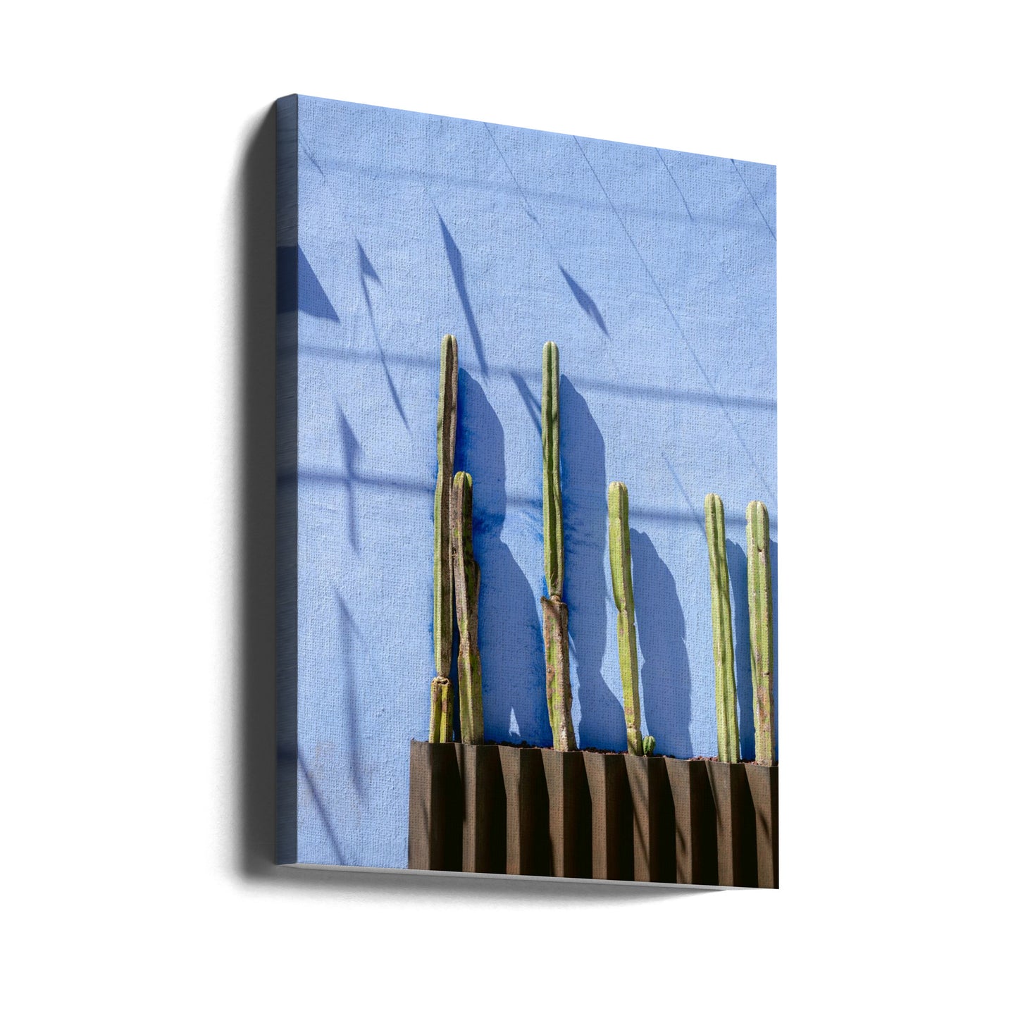 Tall Cacti | Oaxaca Mexico travel photography | Canvas