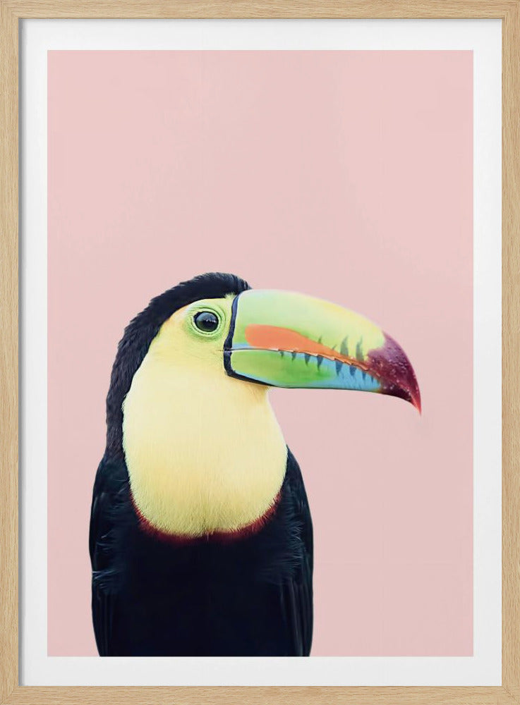 Tukan på rosa | Poster