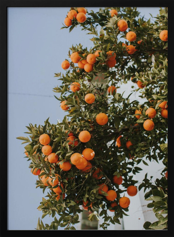Apelsiner i Sevilla | Poster