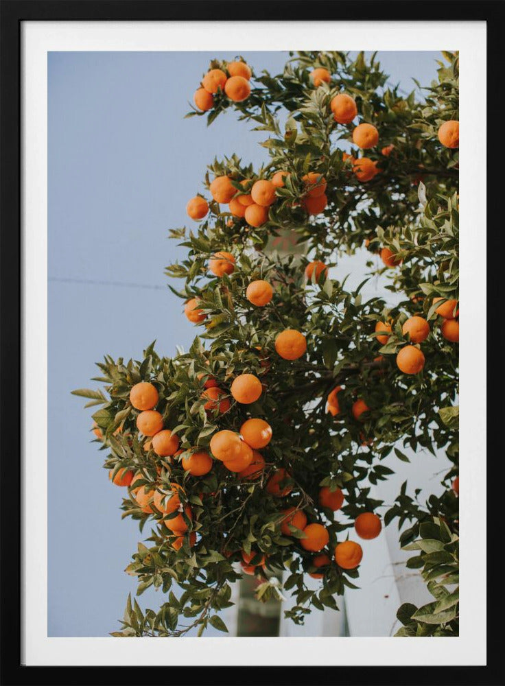 Apelsiner i Sevilla | Poster