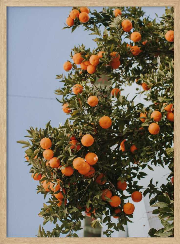 Apelsiner i Sevilla | Poster