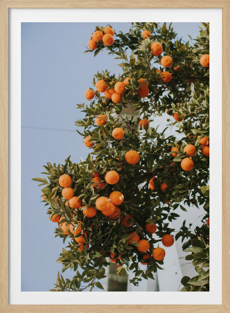 Apelsiner i Sevilla | Poster