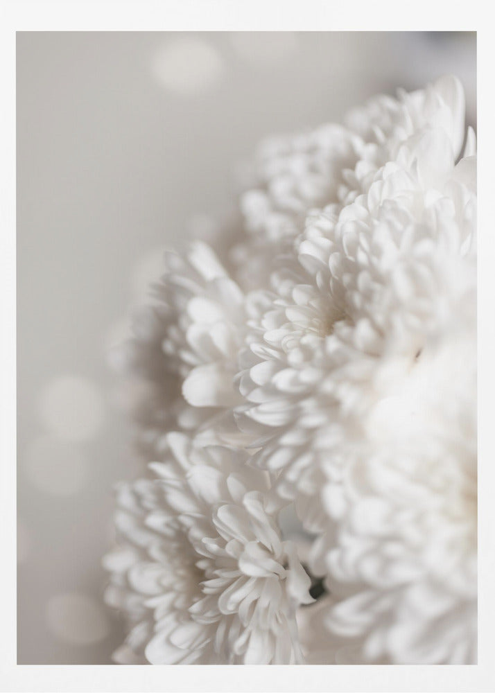Vita blommor | Poster