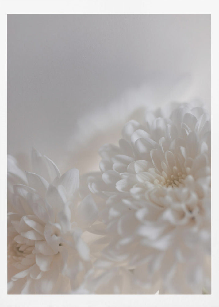 Vita blommor 3 | Poster