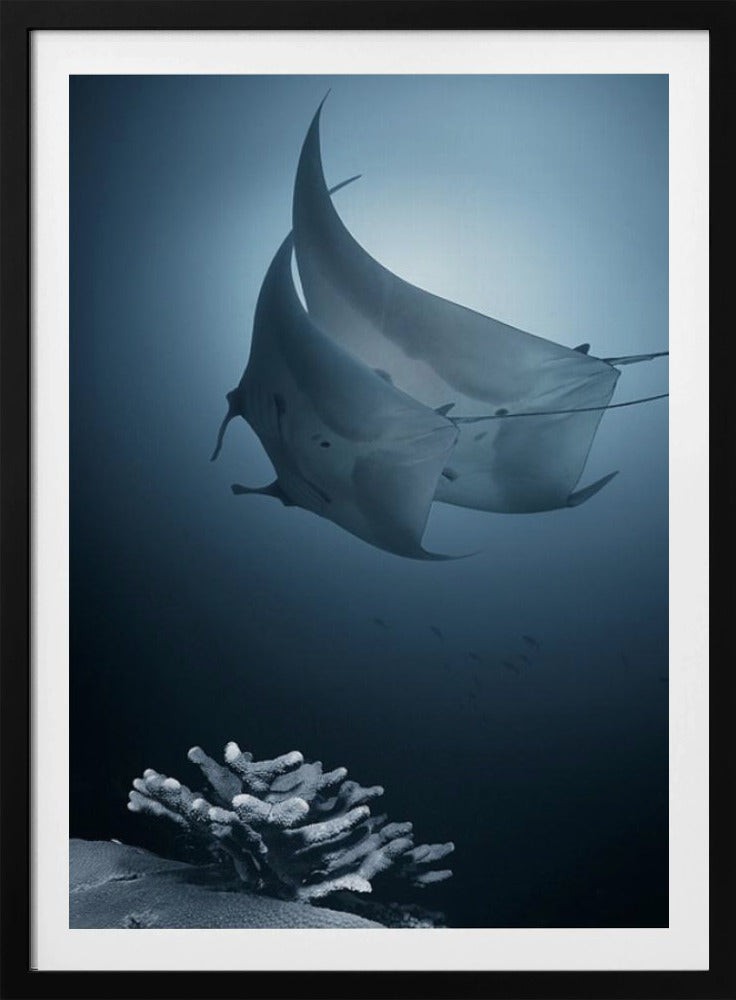 Sonat | Affisch