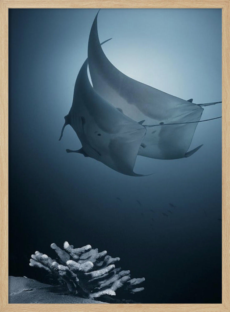 Sonat | Affisch