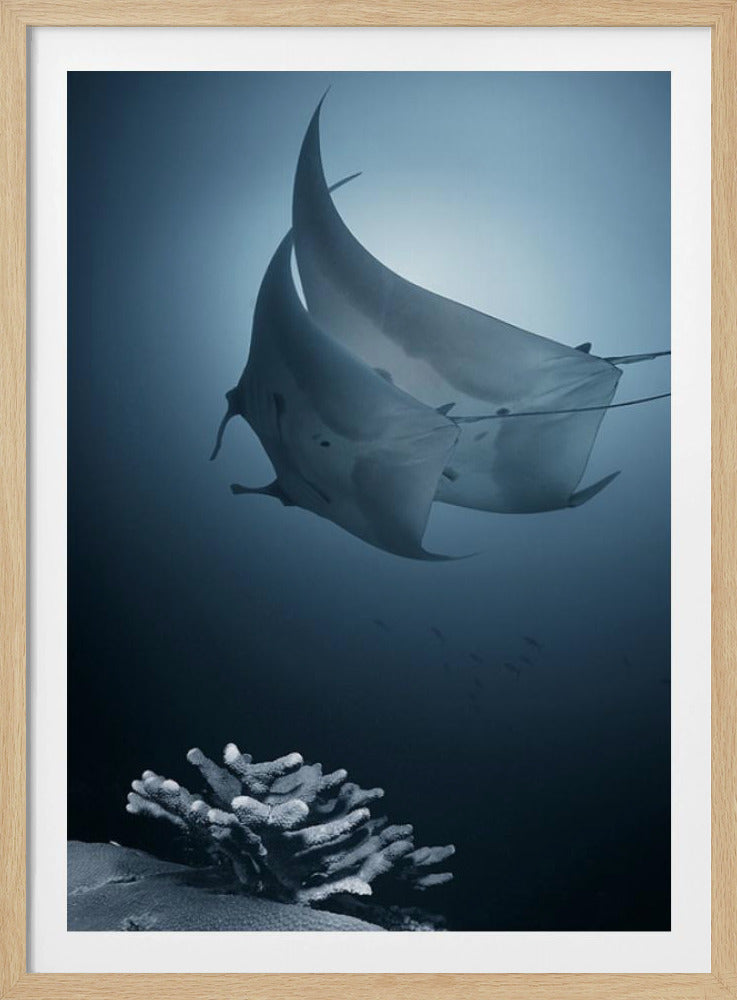 Sonat | Affisch