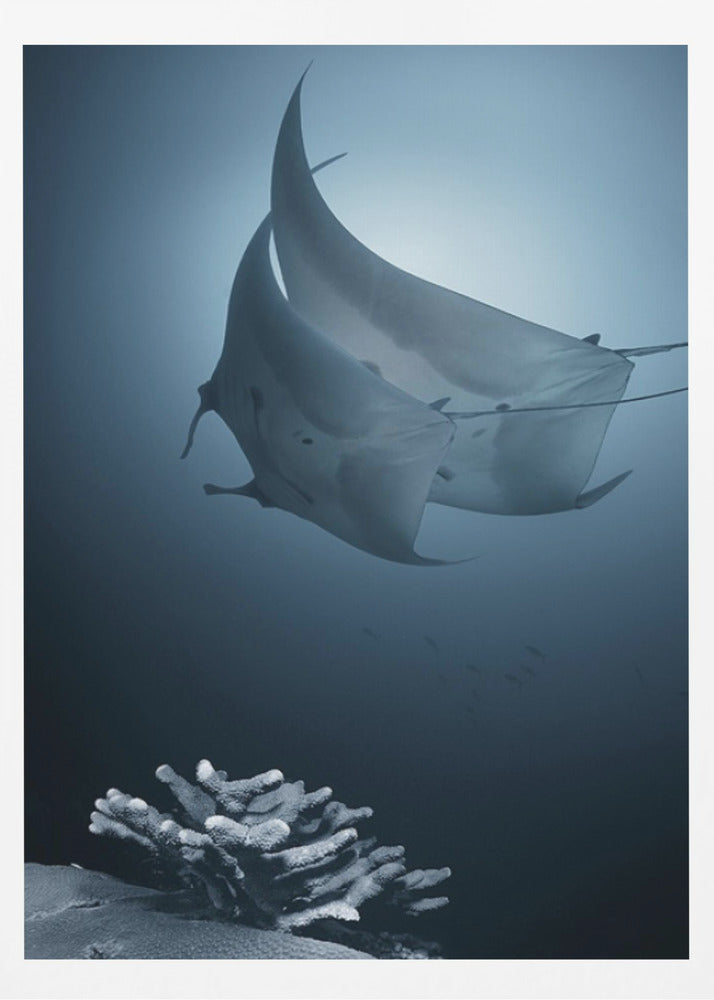 Sonat | Affisch