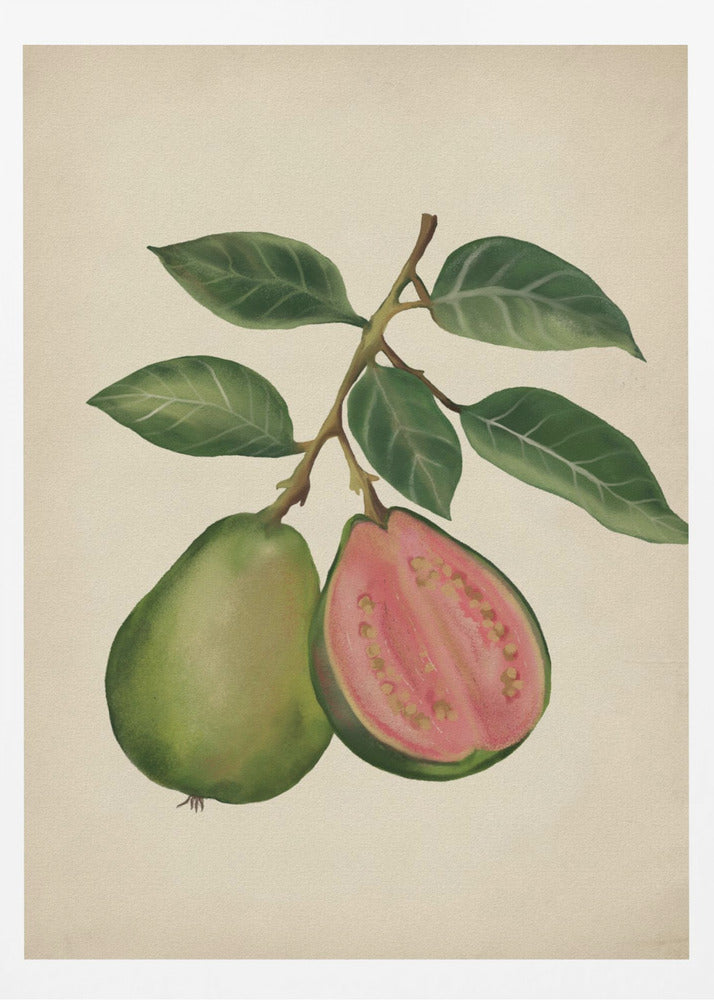 Vintage guava | Poster