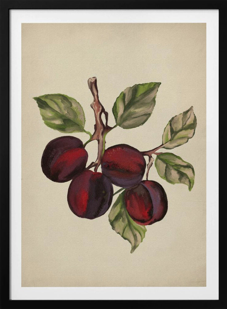 Vintage-Obstkollektion | Poster - Kunstdruck