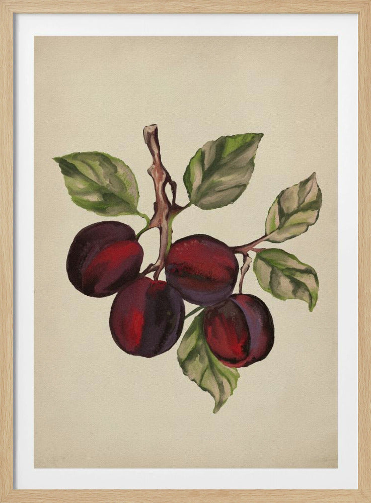 Vintage-Obstkollektion | Poster - Kunstdruck