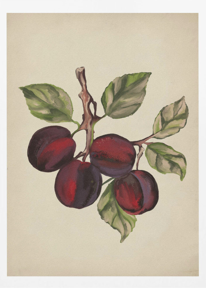 Vintage fruktsamling | Poster